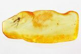 Detailed Fossil Fungus Gnat and Mite In Baltic Amber #367504-1